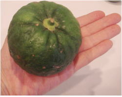 when fully ripen, it becomes light yellow. when fully ripen, it becomes light yellow.