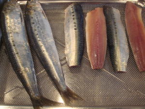 Fresh from the boat Fresh from the boat