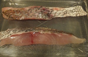 the size of regular horse mackerels