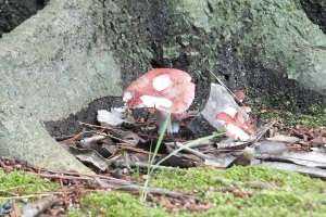 Disney mashroom? Disney mashroom?