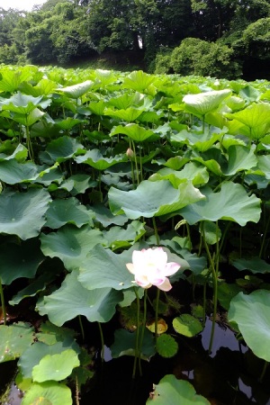 start blooming start blooming